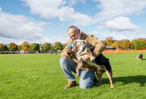 Dicas de exercícios para cachorros obesos na terceira idade