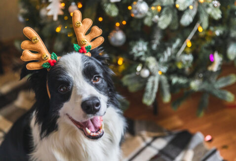 Panetone para cachorro: confira nossa receita!