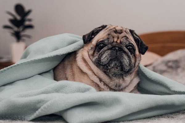 Pneumonia em cachorro: Aprenda a identificar e tratar esta enfermidade