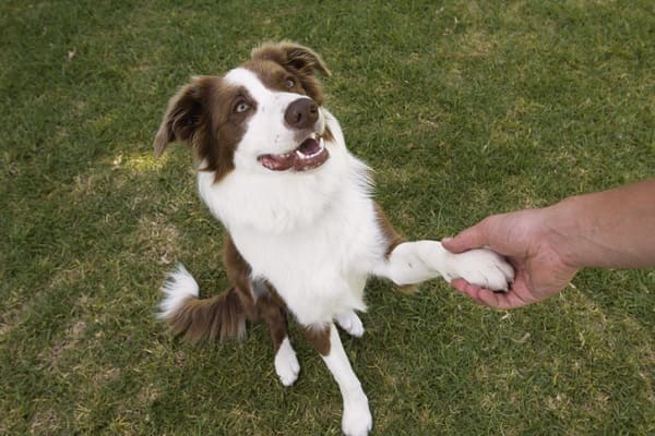 Nomes de cachorro engraçados: centenas de opções divertidas