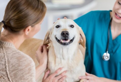 Conheça o plano de saúde da Petlove: a melhor opção para o seu pet