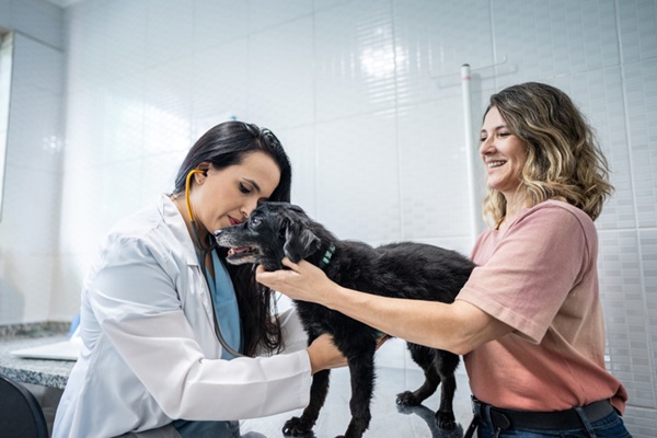 Cachorro passando no médico-veterinário.