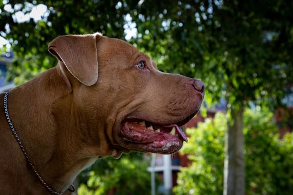 Nomes franceses para cachorros - Mais de 200 IDEIAS 🐶