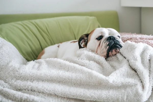 Pneumonia em cachorro: sintomas, causas e como tratar