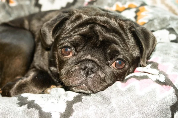 Cachorro com sintomas de pneumonia.