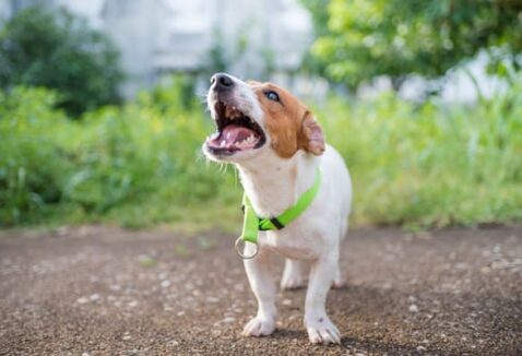 Como desengasgar cachorro: saiba o que fazer