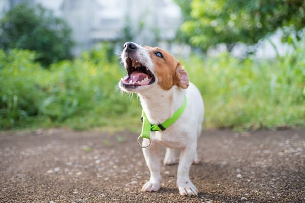Como desengasgar cachorro: saiba o que fazer
