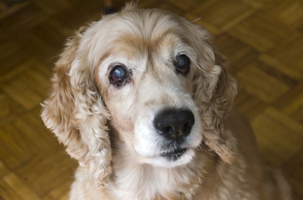Glaucoma em cachorro: saiba como identificar e cuidar do seu pet