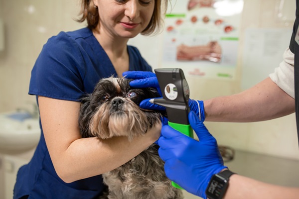 Cachorro com glaucoma sendo consultado.