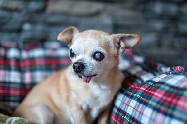 Chihuahua idoso com glaucoma.