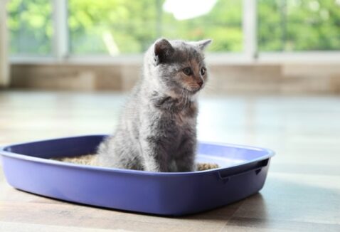 Areia biodegradável para gatos é boa? Entenda os benefícios!