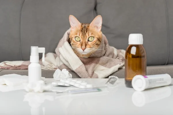 Conheça os sintomas e tratamentos da rinotraqueíte felina