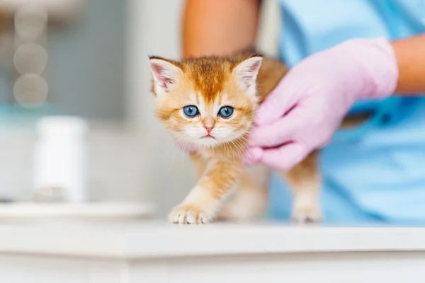 Gato filhote no médico-veterinário.