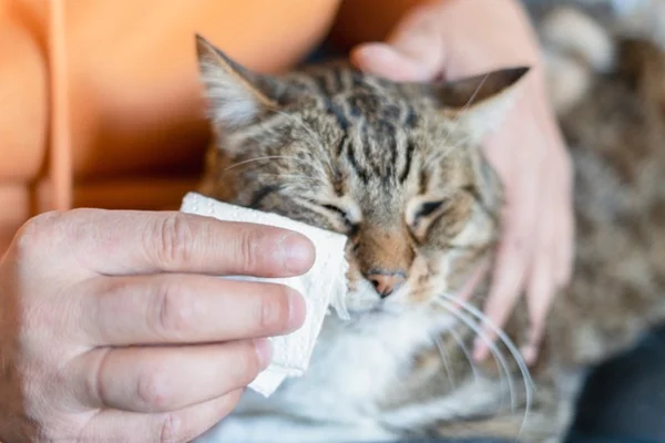 Gato com rinotraqueíte felina.