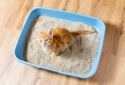Confira 6 opções de areia biodegradável para gatos