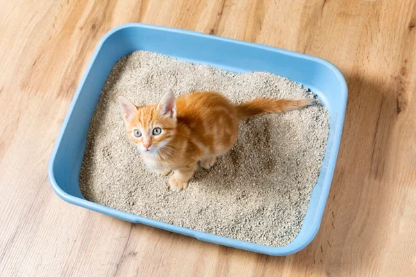 Confira 6 opções de areia biodegradável para gatos