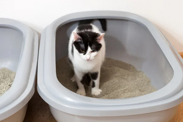 Gato na caixa de areia