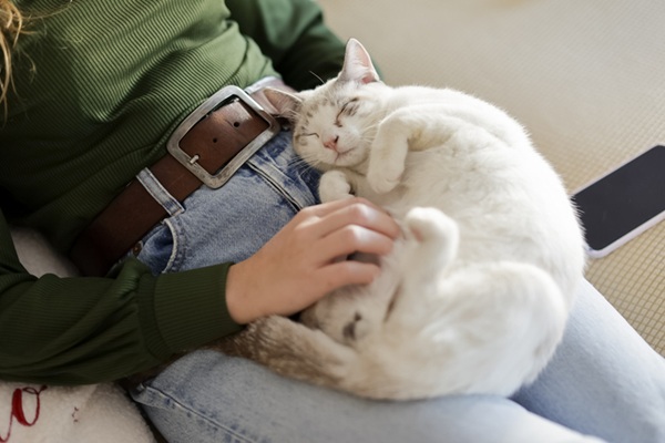 Gato feliz no colo de tutora.