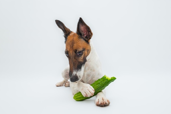 husky puede comer pepino