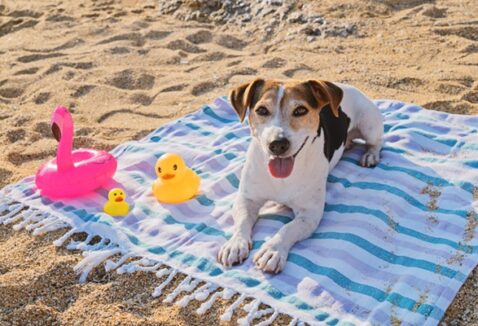 Protetor solar para pets: a importância de proteger o seu peludo