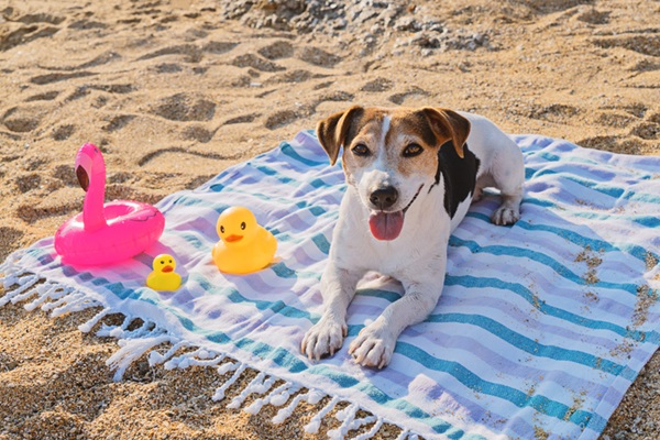 Protetor solar para pets: a importância de proteger o seu peludo