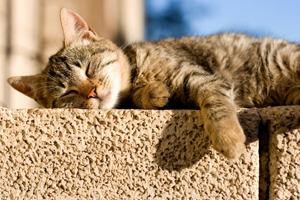Gato deitado tomando sol.