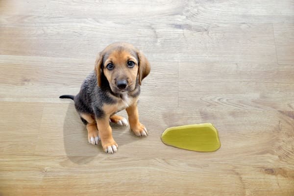 Xixi de cachorro: higienizando ambientes