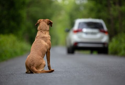 Dezembro Verde: conheça a campanha contra o abandono de animais