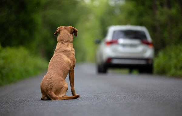 Dezembro Verde: conheça a campanha contra o abandono de animais
