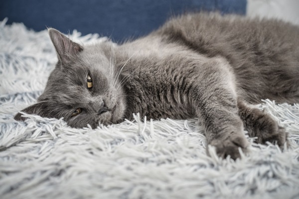 Gato apático deitado no chão.