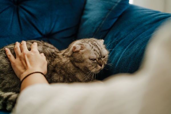 Gato no sofá sendo acariciado. 