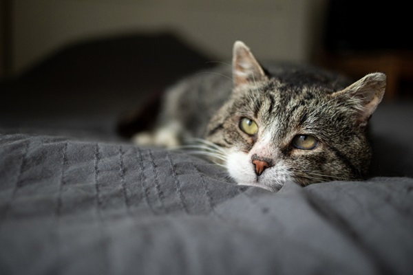 Gato deitado na cama quieto. 
