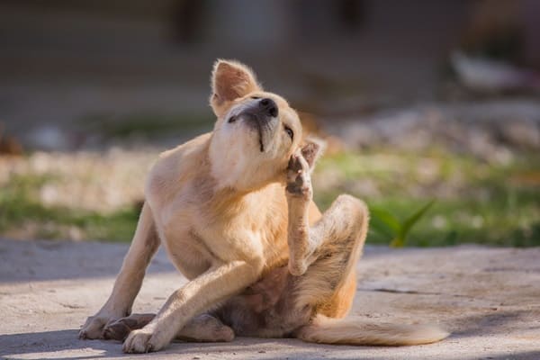 Alergia em cachorro, conheça os tipos, sintomas e como tratar