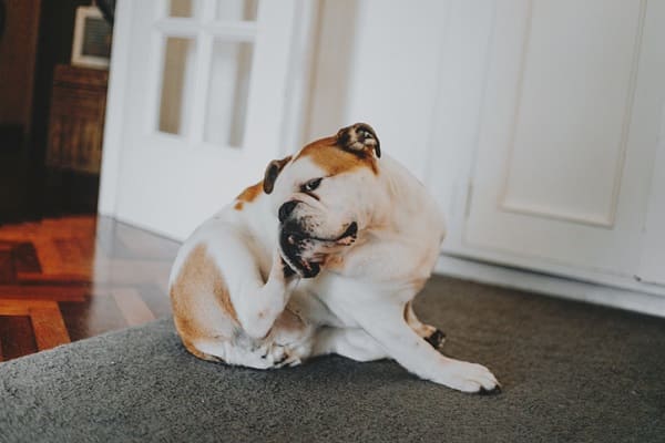 Cachorro com alergia se coçando