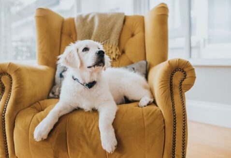 Conjuntivite Canina: saiba como identificar e tratar