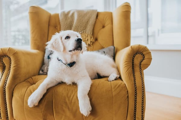 Conjuntivite Canina: saiba como identificar e tratar