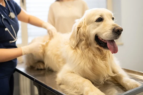 Cachorro tomando vacina antirrábica