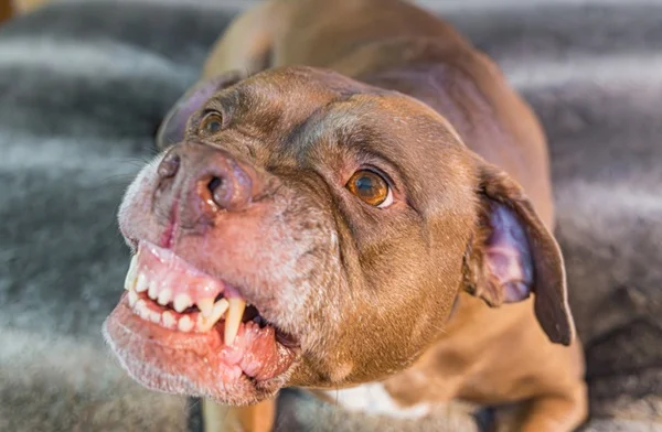 cachorro com raiva