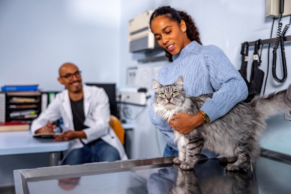 Gato no veterinário.