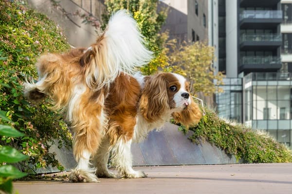 Infecção Urinária em cachorro: saiba identificar