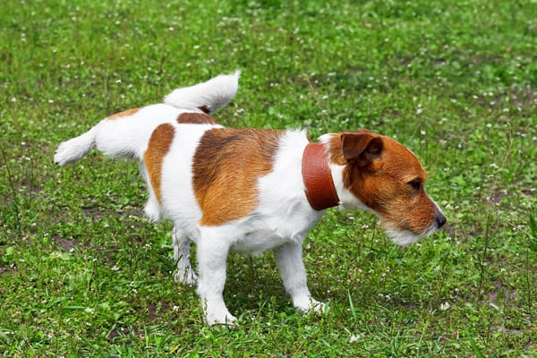 Infecção Urinária em cachorro saiba identificar Pet Love