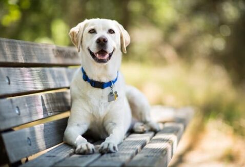 Prednisolona para cachorro: leia antes de medicar seu pet 