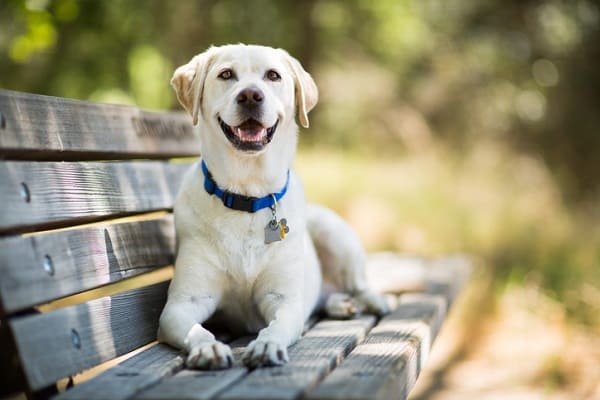 Cachorro salva tutora durante crise de arritmia cardíaca e