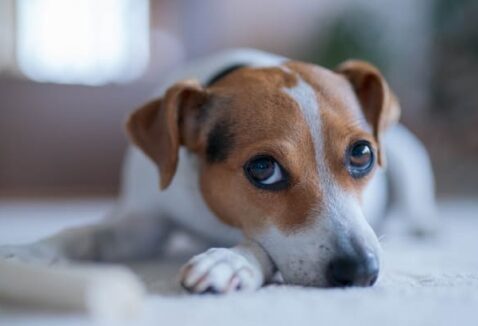 Gastrite em cachorro: causas, sintomas e tratamento