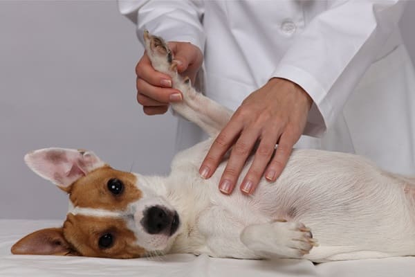 Quiropraxia Canina: conheça a técnica voltada para pets