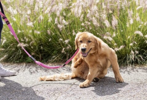Melhor antipulgas para cachorro: conheça 10 opções!