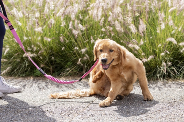 Alergia em cachorro: como identificar, entender as causas e tratar os sintomas