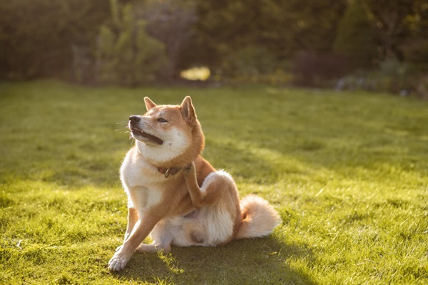 Cachorro se coçando na grama.