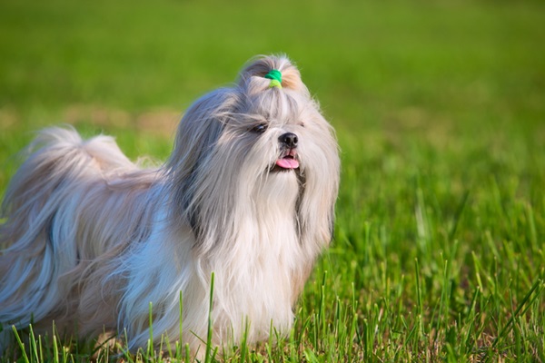 Cachorro feliz no parque.