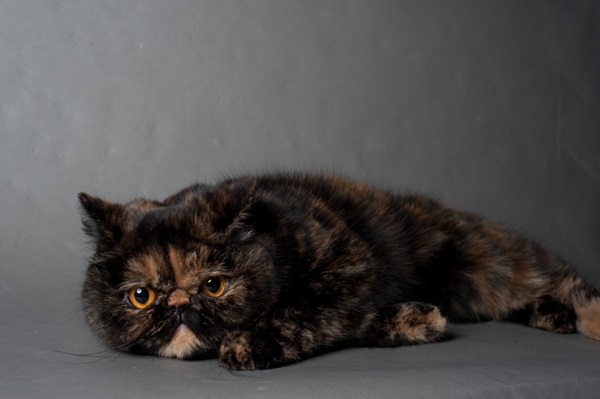 Gato escaminha Persa